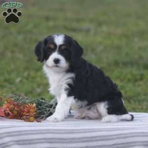 Harvey, Cavapoo Puppy